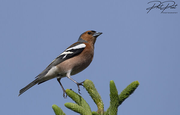 Male Chaffinch