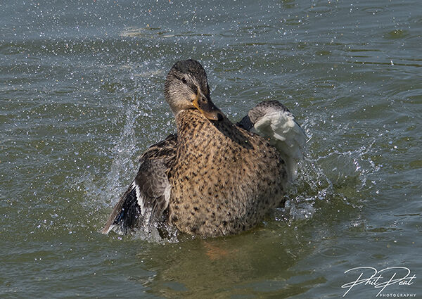 Mallard Bath Time