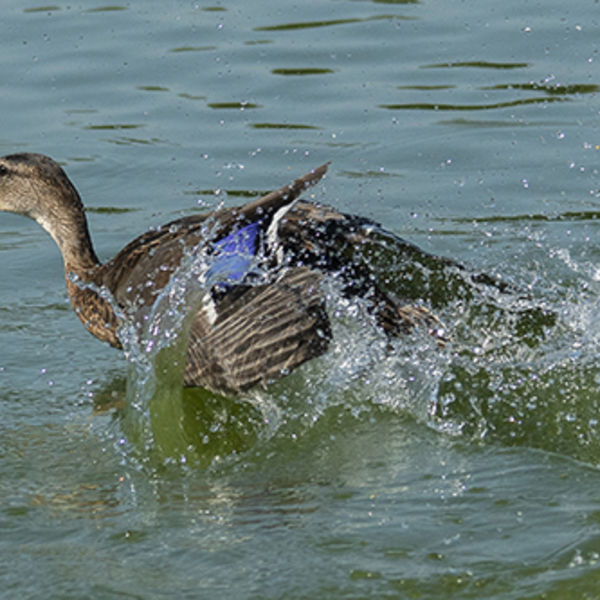 Mallard Take-Off