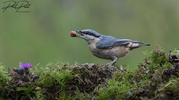 Nuthatch With Peanut