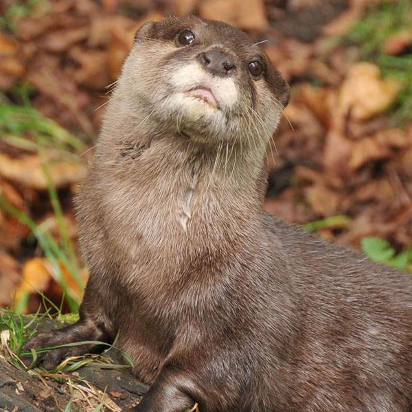 Otter