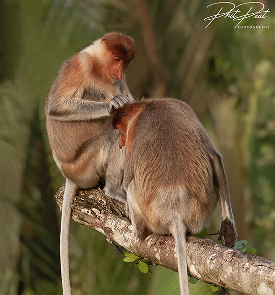 Proboscis Monkey Grooming Session