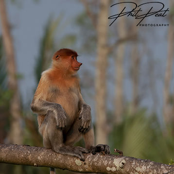 Proboscis Monkey Resting