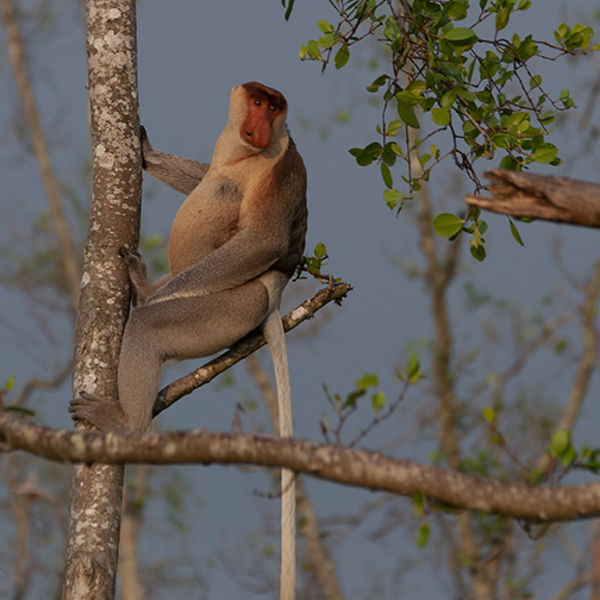 Proboscis Monkey