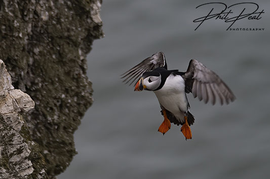 Puffin Coming In To Land