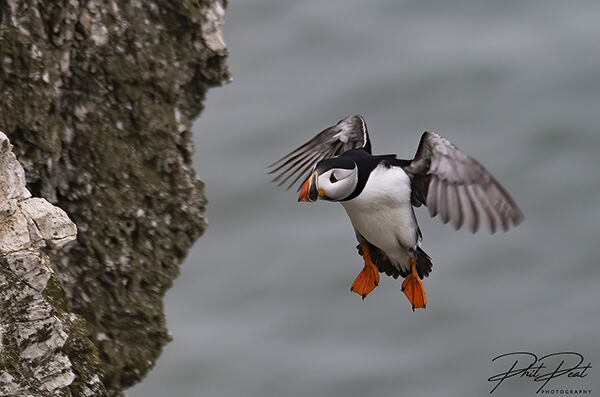 Puffin Coming In To Land