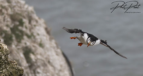 Puffin Flypast