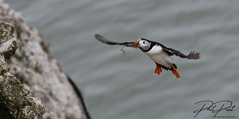 Puffin With Nesting
