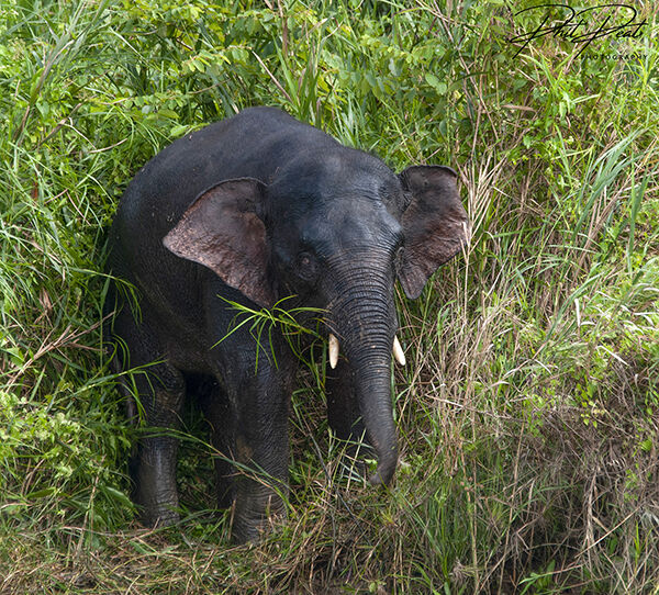 Pygmy Elephant, Borneo