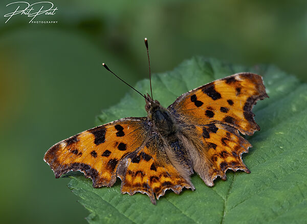 Red Admiral