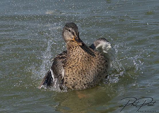 Splashing Around