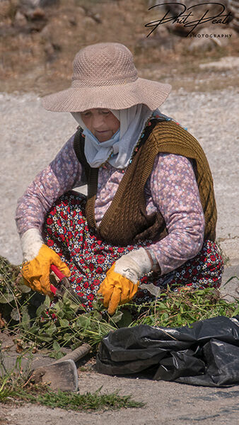 The Gardener