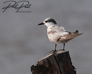 Whiskered Tern