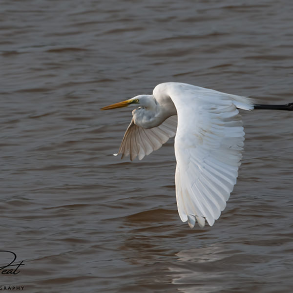White Egret