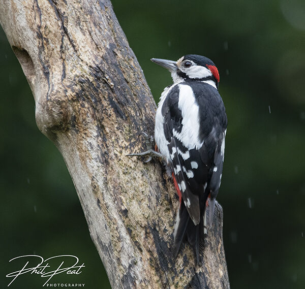 Woodpecker In The Rain