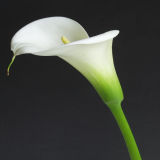 Arum lily