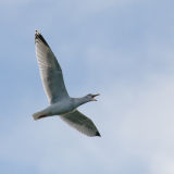 Black-headed gull calling
