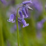 Bluebell