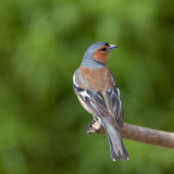 Chaffinch