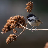 Coal Tit