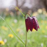 Fritillaria