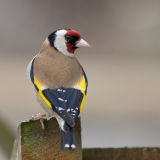 Goldfinch