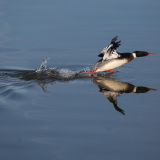 Goosander