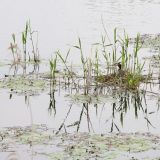 Great Crested Grebe on nest