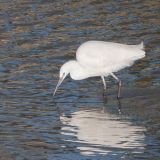 Little Egret fishing