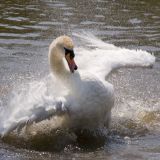 Mute Swan bathing