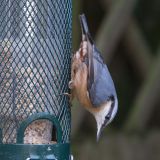 Nuthatch on feeder