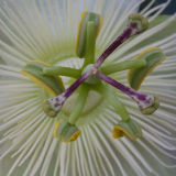 Passion flower