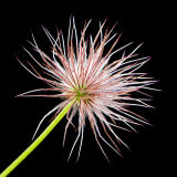 Pusatilla seedhead