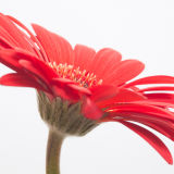Red Gerbera