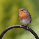 Robin