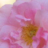 Rosa Happy Retirement