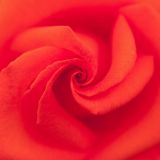 Rose swirl
