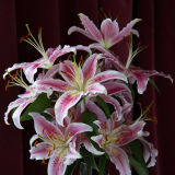 Stargazer lilies