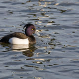 Tufted duck