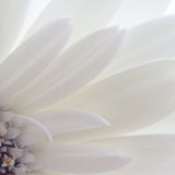 White Gerbera
