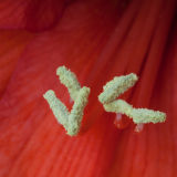 Yellow stamens on red