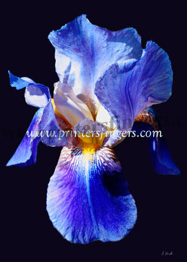 Blue-Iris-Hope