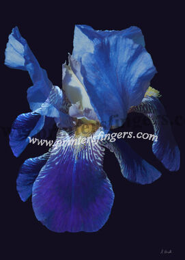 Blue Iris - Faith