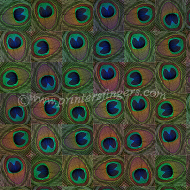 Peacock Feathers