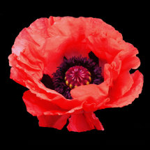 Red Poppy