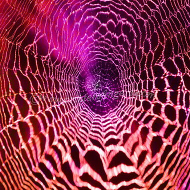 Web Red