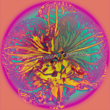 Moth Orchid Series