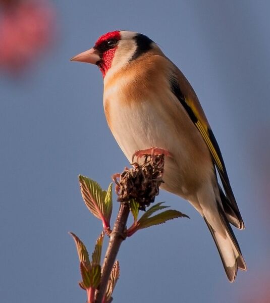 Goldfinch in the sunshine