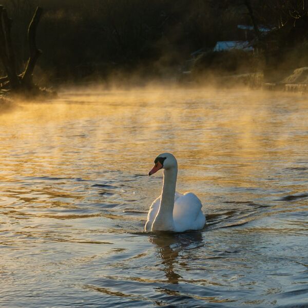 Swan at sunrise, swimming through river mist