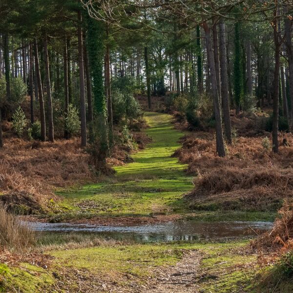 New Forest woodland views
